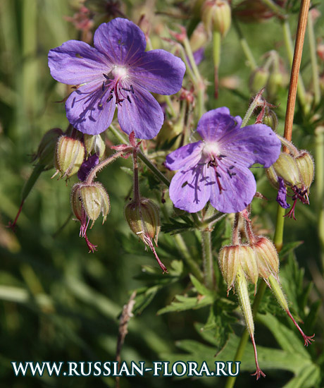 Герань луговая (Geranium pratense L.)